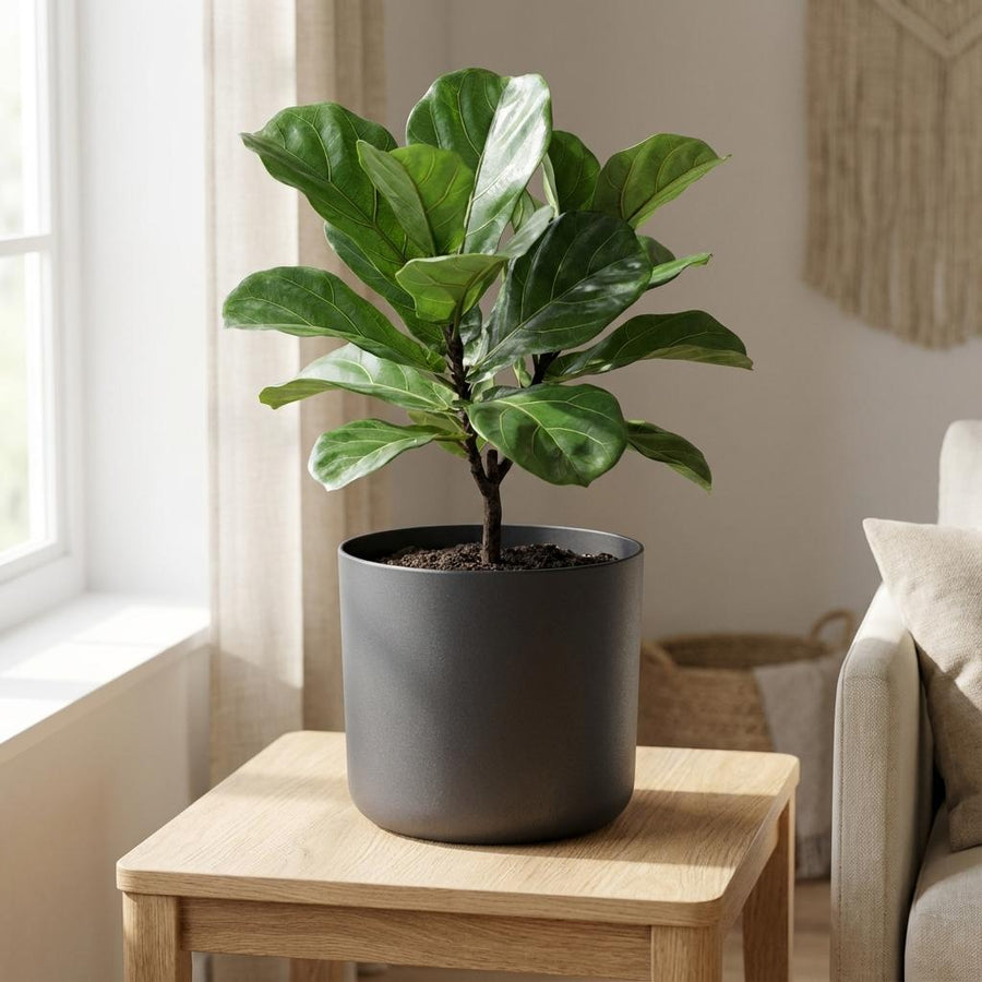 Elho B.for soft Antraciet - 22cm