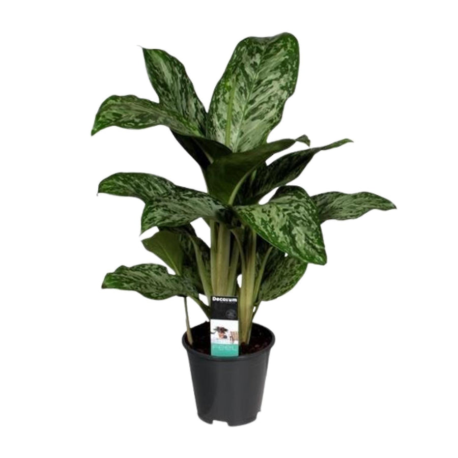 Aglaonema Greenlight (Decorum)