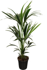 Howea Forsteriana (Kentia) 5 Pit