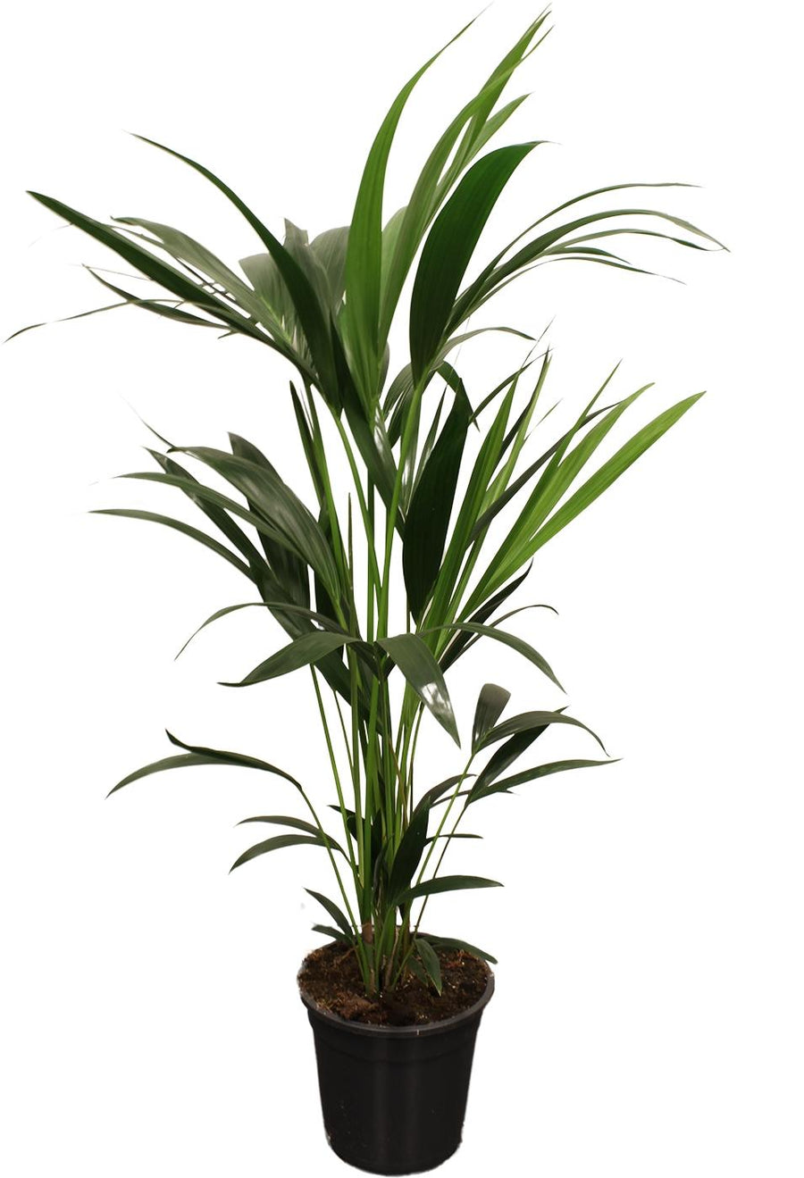 Howea Forsteriana (Kentia) 5 Pit