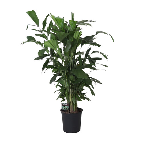 Grote planten