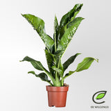 Dieffenbachia Seguine 'Caiman'®