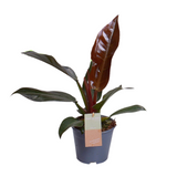 Philodendron Imperial Red Feel Green