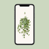 Hedera Helix Gold Child - Hang/XXL