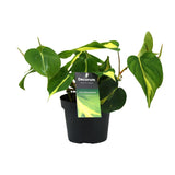 Philondendron Brasil Scandens