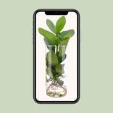 Clusia In Cylinder Glas