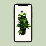 Scindapsus (Epipremnum)