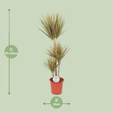 Dracaena Bicolor