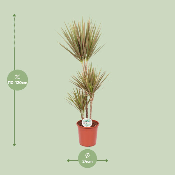 Dracaena Bicolor
