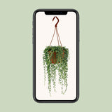 Senecio Herreianus