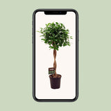 Ficus Micr. Moclame