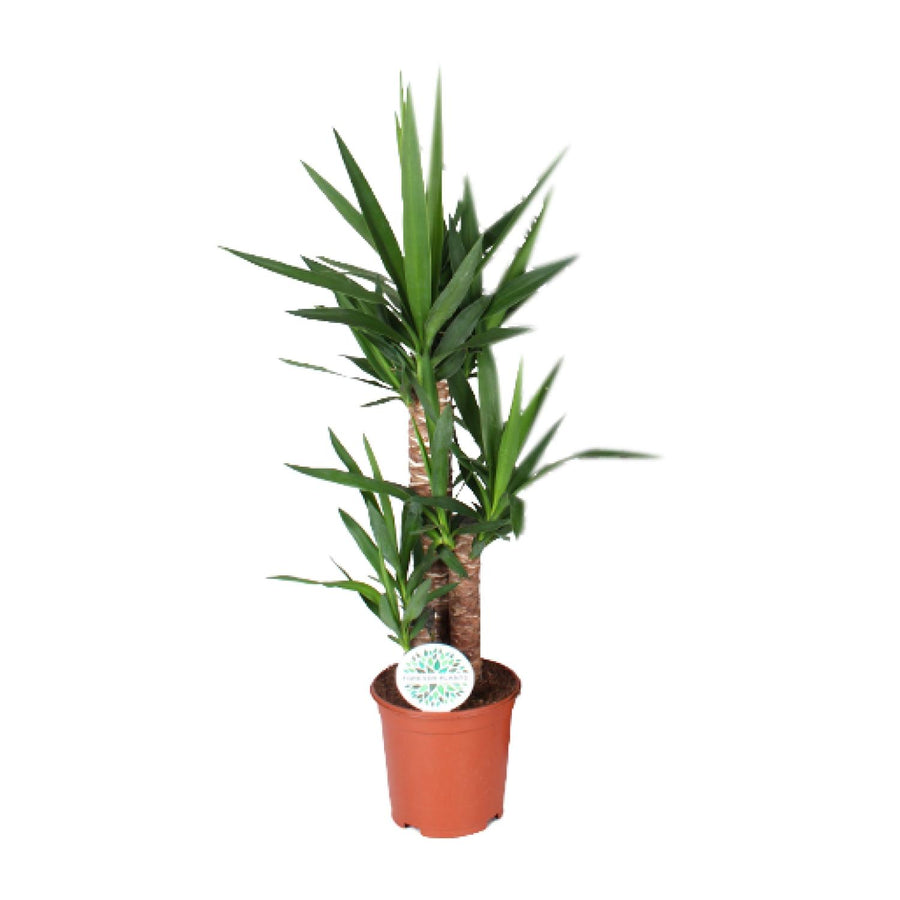 Yucca