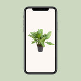 Aglaonema B.J, Freedman