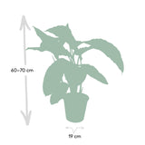 Calathea Warscewiczii - Peacock plant