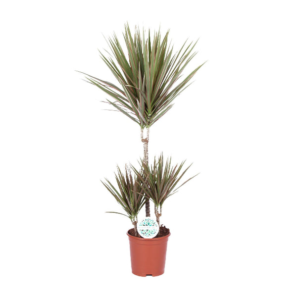 Dracaena Bicolor