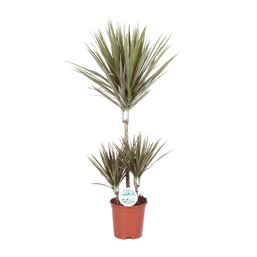 Dracaena Bicolor