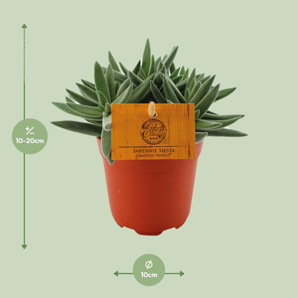 Crassula Tenelli