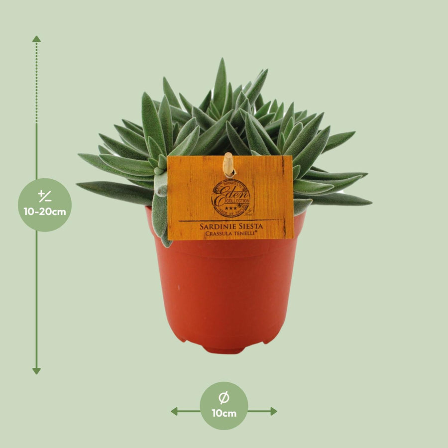 Crassula Tenelli