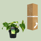 Philondendron Brasil Scandens