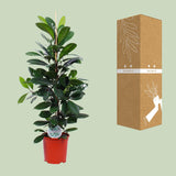 Ficus Cyathistipula