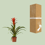 Guzmania Ostara