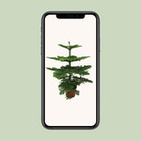 Araucaria Heterophylla
