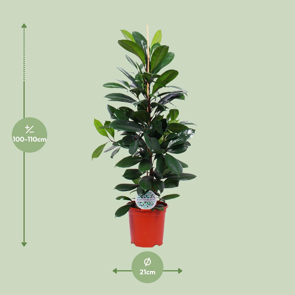 Ficus Cyathistipula