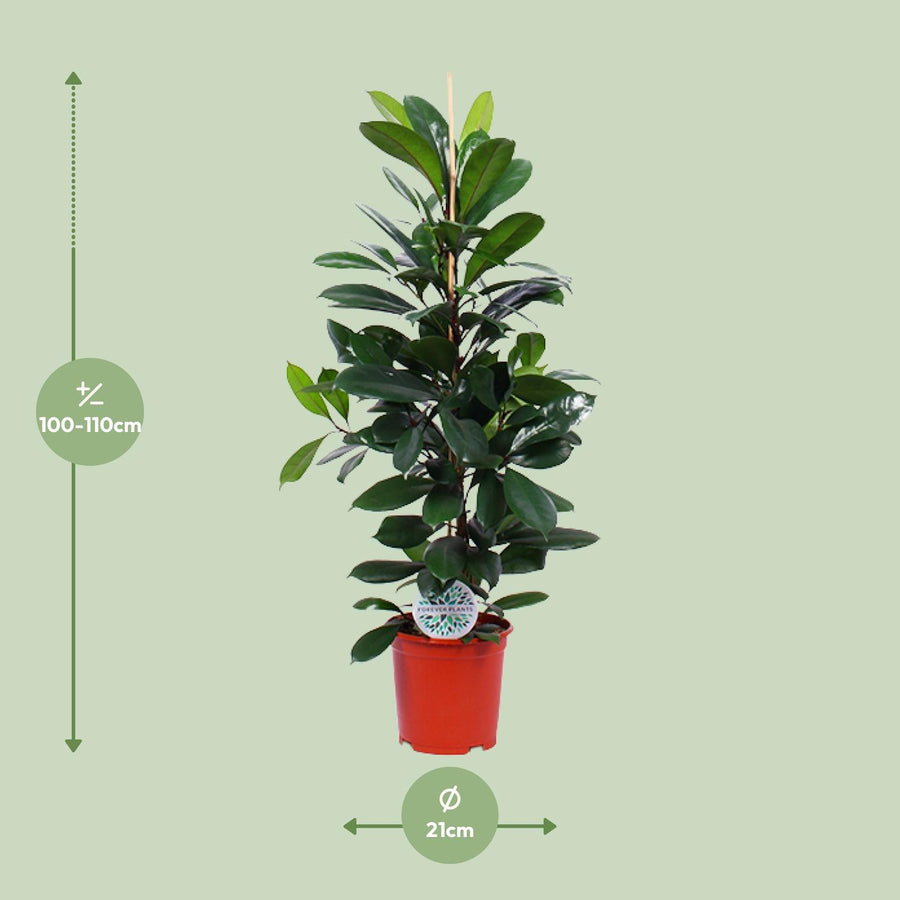 Ficus Cyathistipula