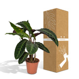 Calathea Warscewiczii - Peacock plant
