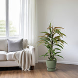 Ficus Binnendijkii Amstel King