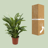 Spathiphyllum Torelli