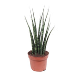 Sansevieria Fernwood Mikado