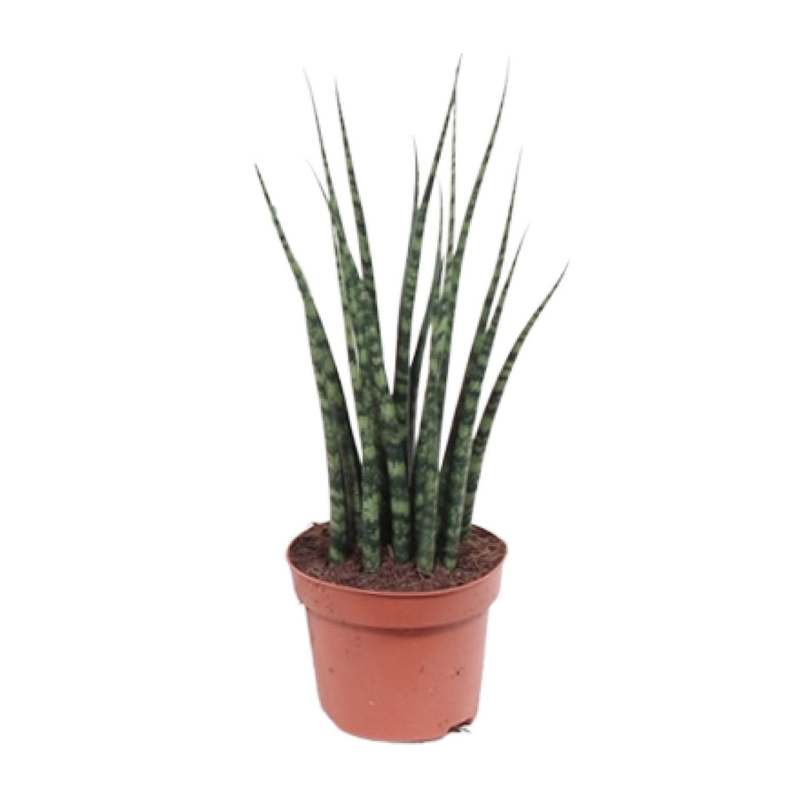 Sansevieria Fernwood Mikado