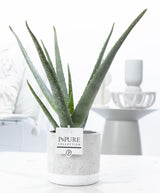 Aloe Vera In P&PURE Jade Ceramics