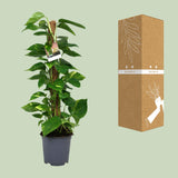 Scindapsus Epipremnum