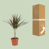 Dracaena Magenta