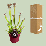 Sarracenia Farnhamii
