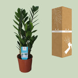 Zamioculcas Zamiifolia