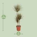 Dracaena Bicolor