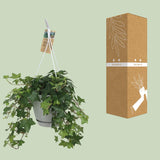 Hedera Helix Groen - Hangpot Wit / Basic