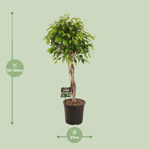 Ficus Benjamina Exotica
