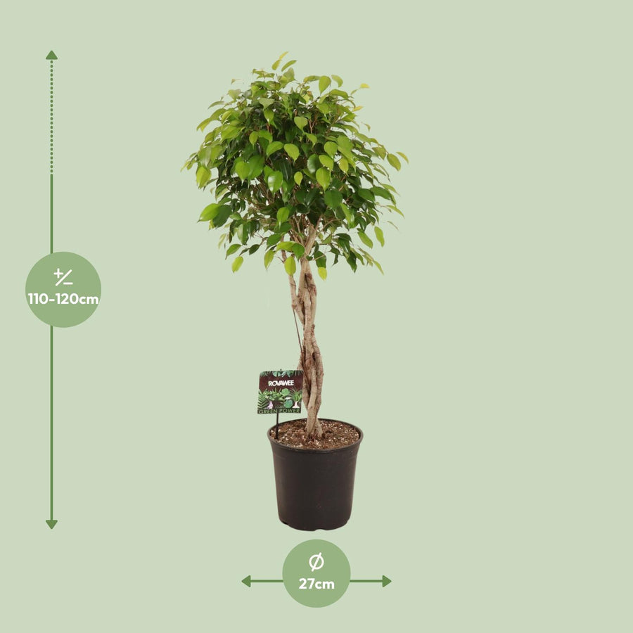 Ficus Benjamina Exotica