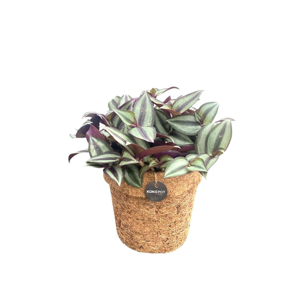 Kokopot Tradescantia zebrina