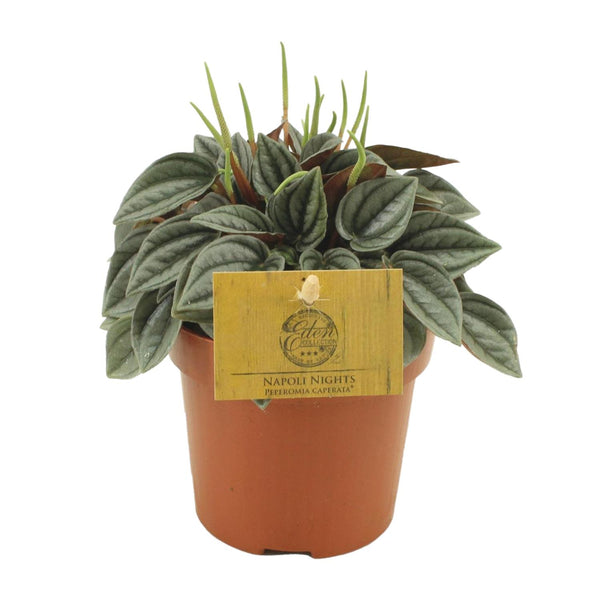 Peperomia Napoli Nights