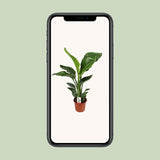 Strelitzia Nicolai