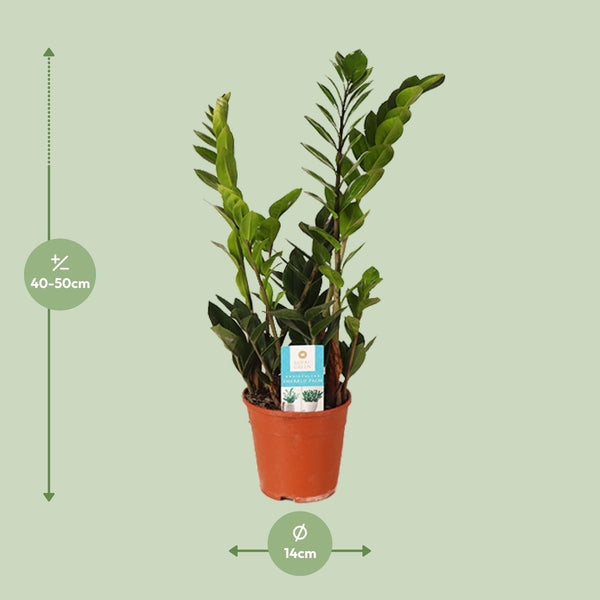 Zamioculcas Zamiifolia