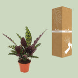 Calathea Insignis