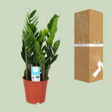 Zamioculcas Zamiifolia