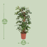 Philodendron Pedatum