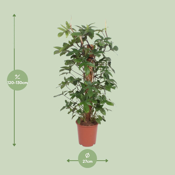 Philodendron Pedatum